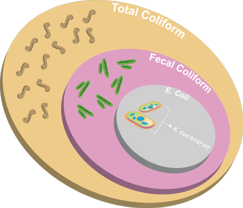 An image demonstrating the concentric rings of coliform classification