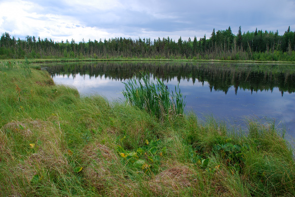 Wetlands near Utikuma Lake