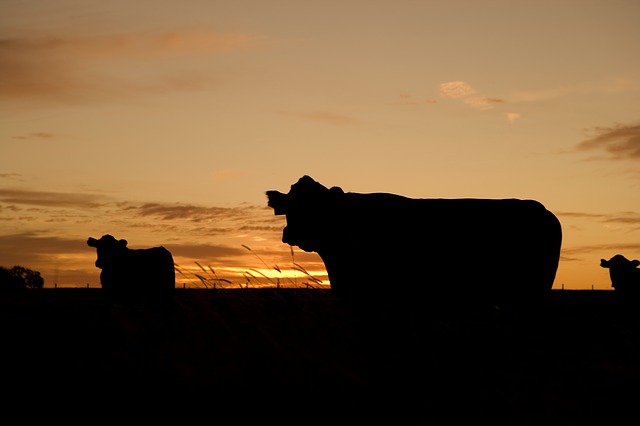 Drought Economy Cattle