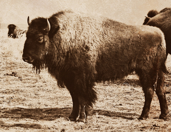 Bison from the 19th Century