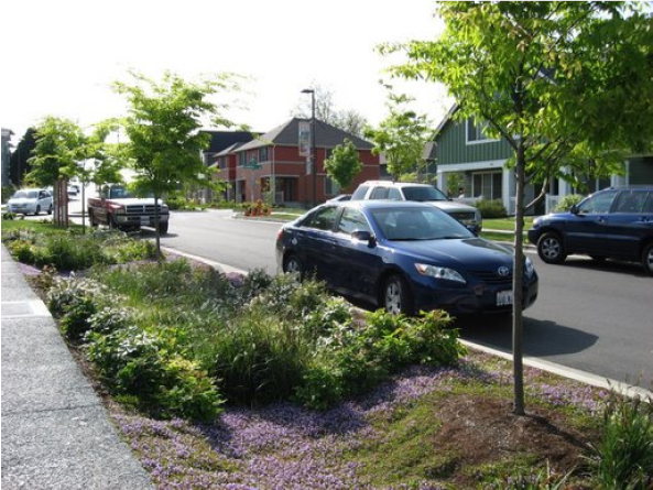 Streetside swale between a road with parked cars and a sidewalk in Seattle