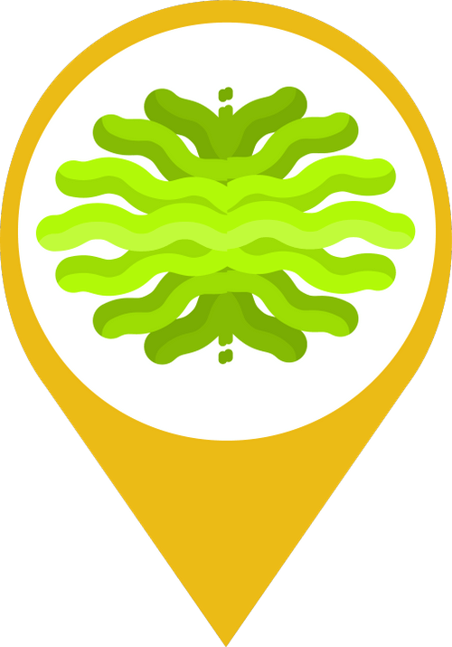 Icon showing a green, cartoon representation of algae