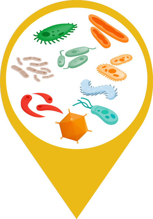 microorganisms in drinking water