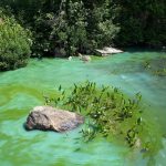 Pond exhibiting an algal bloom with water a bright green