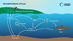 An image depicting the phosphorous cycle, showing how phosphorous moves throughout an aquatic ecosystem.